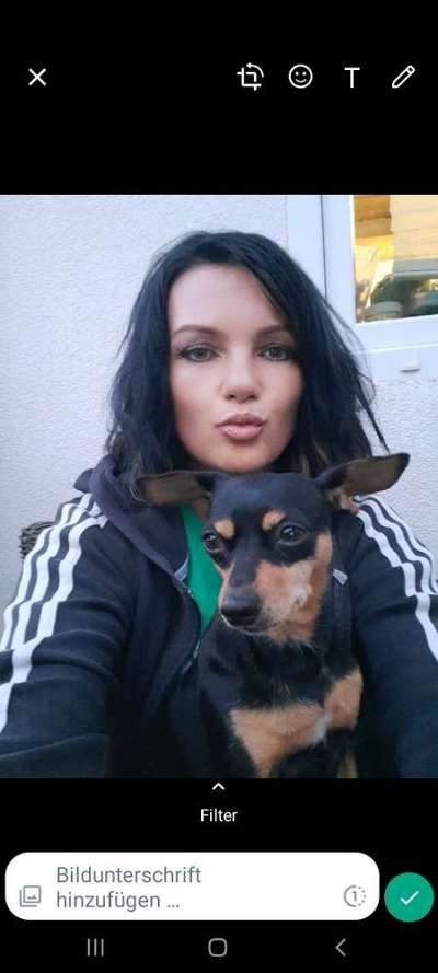 Liebhaber des Deutschen Pinscher gesucht.-Beitrag-Bild