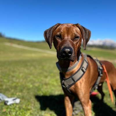 Hundetreffen-Suchen andere Ridgebacks :)-Bild