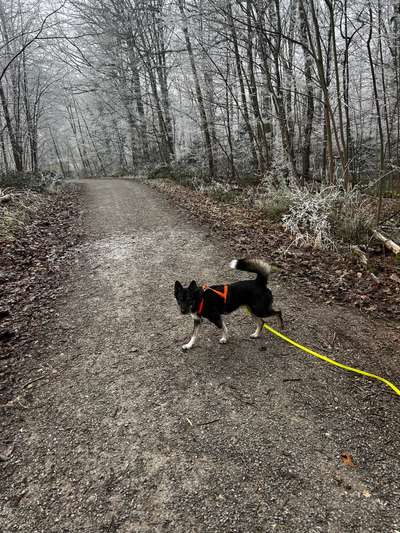 Hundetreffen-Hundefreunde Nähe Killesberg/Bismarkturm-Bild