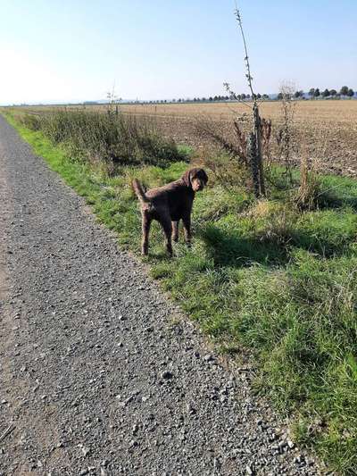 Hundetreffen-Doodletreff Region 38-Bild