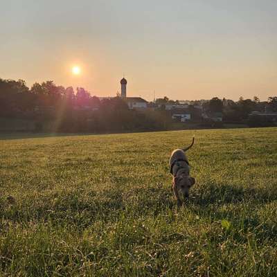 Hundetreffen-(Junghunde) Spieltreffen-Bild