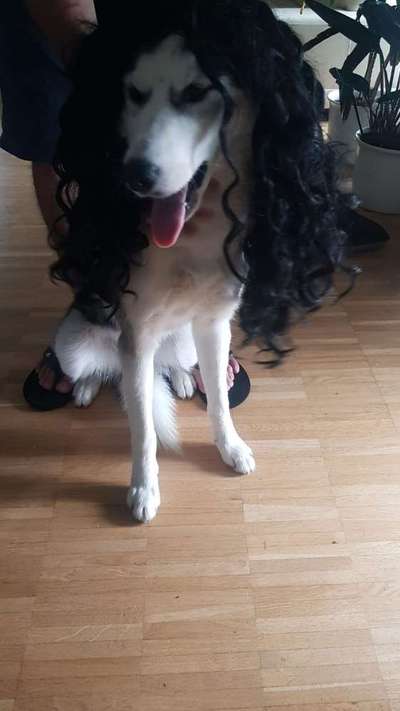 Hier ist der Spaßthread. Zum Schmunzeln und Kaputtlachen-Beitrag-Bild