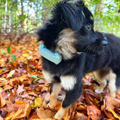 Hundetreffen-Freunde zum spielen, spazieren und lernen gesucht-Bild