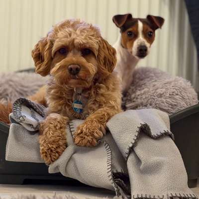 Hundetreffen-Gemeinsames Abschalten-Bild