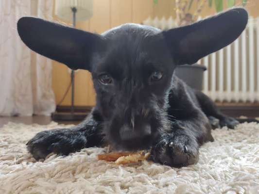 Die Dogorama Kalender Challenge Titelbild-Beitrag-Bild