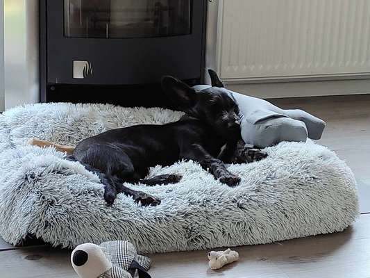 Welpen Bilder !-Beitrag-Bild