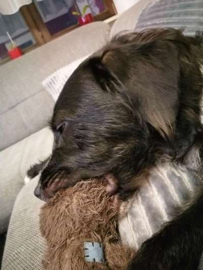 Hund nuckelt-Beitrag-Bild