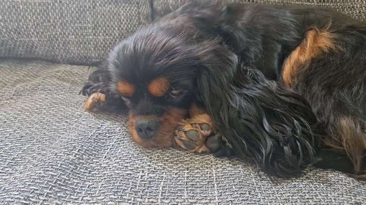 Hundetreffen-Gassi gehen-Bild