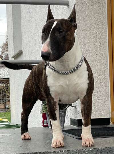 Miniatur Bull Terrier-Beitrag-Bild