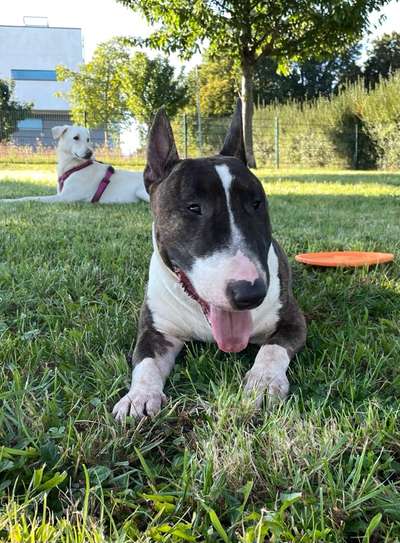 Miniatur Bull Terrier-Beitrag-Bild