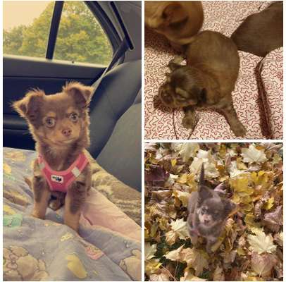 Welpen Bilder !-Beitrag-Bild