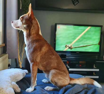 Podenco/Mischlinge hier? :-)-Beitrag-Bild