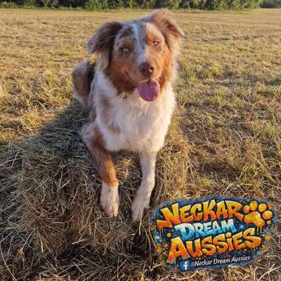 Hundetreffen-Spaziergang im Wald-Bild