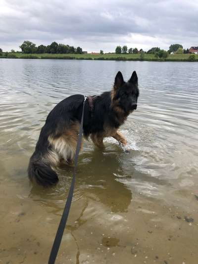 Alles rund um den Schäferhund, diskutieren erwünscht.-Beitrag-Bild