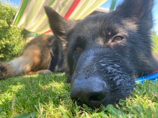 Alles rund um den Schäferhund, diskutieren erwünscht.-Beitrag-Bild