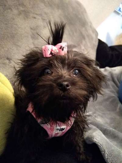 Die Dogorama Kalender Challenge Titelbild-Beitrag-Bild