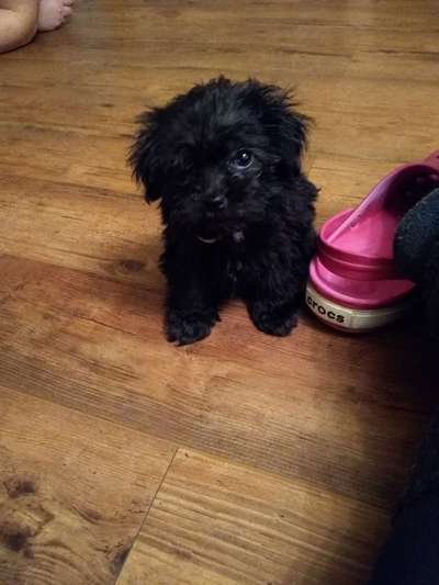 Bolonka Zwetna Freunde-Beitrag-Bild