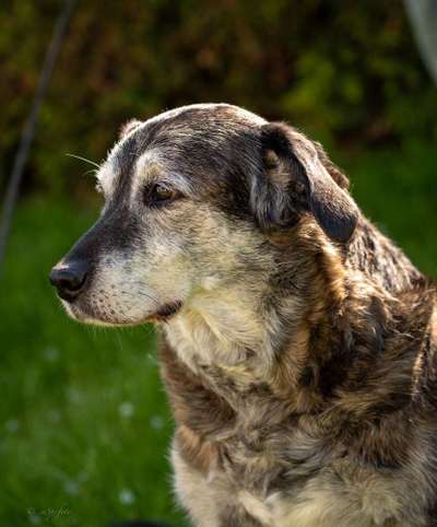 Mischlingshunde Foto Aufruf-Beitrag-Bild