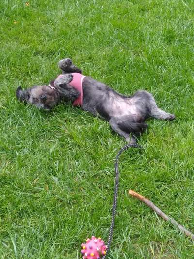 Bolonka Zwetna Freunde-Beitrag-Bild