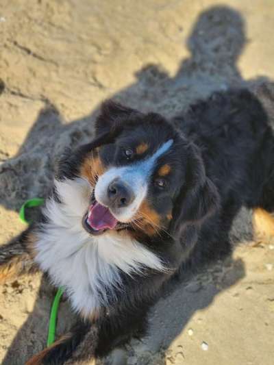 Berner Sennen-Beitrag-Bild