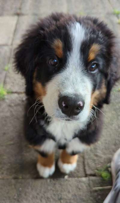 Hundetreffen-Gemeinsam spazieren gehen-Bild