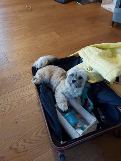 141. FOTO CHALLENGE 
Reisende soll man nicht aufhalten-Beitrag-Bild