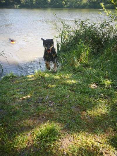 Dogorama-Monats-Challenge-Mai "Wasser"-Beitrag-Bild