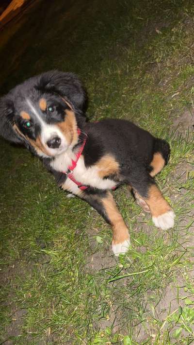 Berner Sennen-Beitrag-Bild