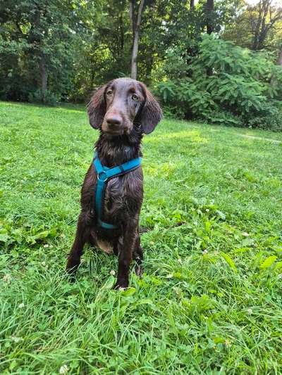 Hundetreffen-Training, Austausch und Spielen-Bild