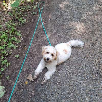 Hundetreffen-Spiel- und Gassi Kumpel gesucht-Bild
