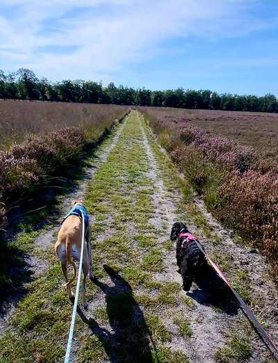 Windhundtreffen - PLZ-Beitrag-Bild