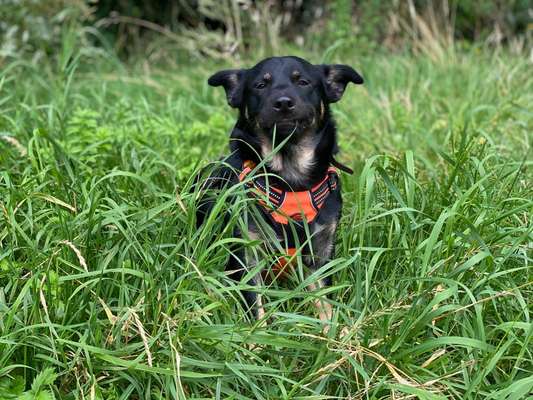 Hier ist der Spaßthread. Zum Schmunzeln und Kaputtlachen-Beitrag-Bild