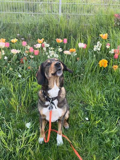 Hundetreffen-Spaziergang/Social Walk  im Friedrichshain-Bild