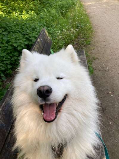 Samojede-Beitrag-Bild