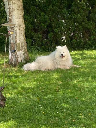 Samojede-Beitrag-Bild