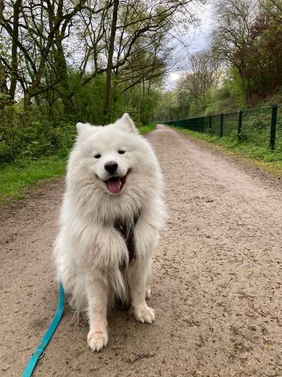 Samojede-Beitrag-Bild