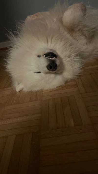 Samojede-Beitrag-Bild