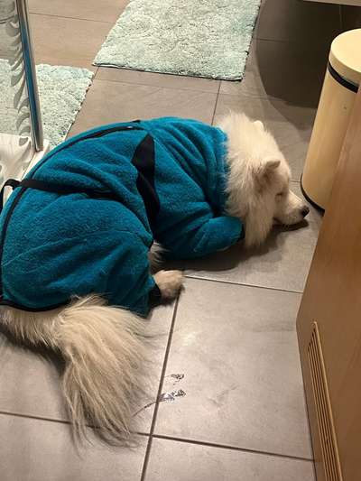 Samojede-Beitrag-Bild