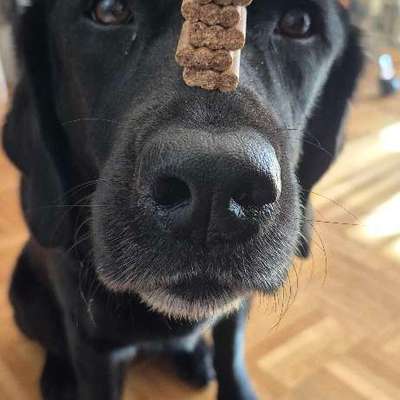 Impulskontrollübung 68: Etwas auf dem Kopf/Schnauze Balancieren-Beitrag-Bild