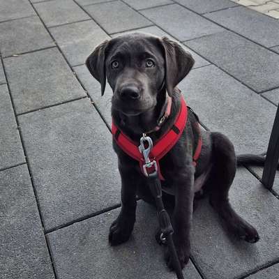 Hundetreffen-Hundetreffen Bollewick-Bild