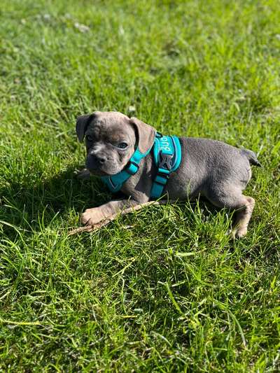 Französische Bulldoggen-Beitrag-Bild