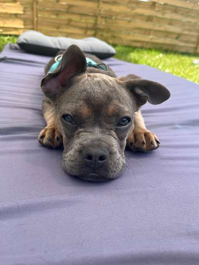 Französische Bulldoggen-Beitrag-Bild