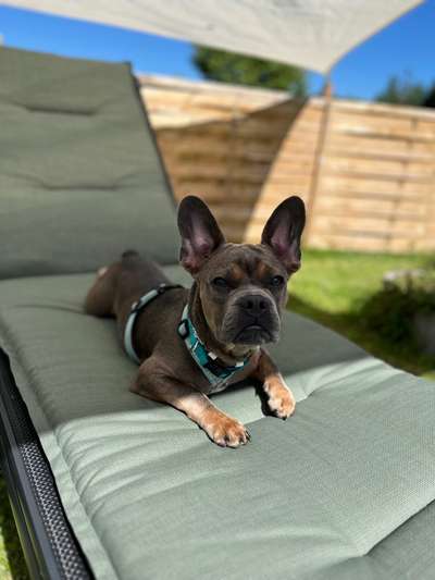 Dogorama Photo Challenge - Hündchen streckt dich-Beitrag-Bild