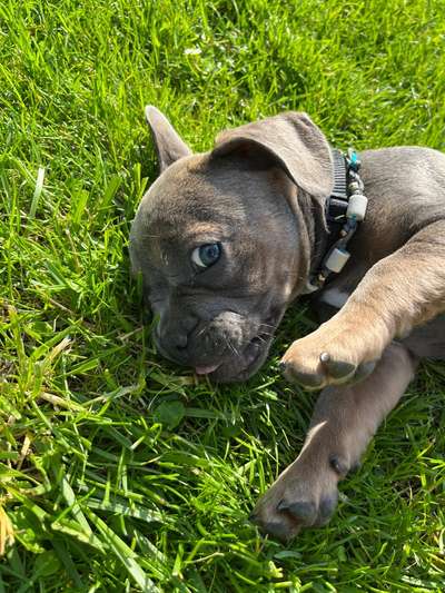 Französische Bulldoggen-Beitrag-Bild