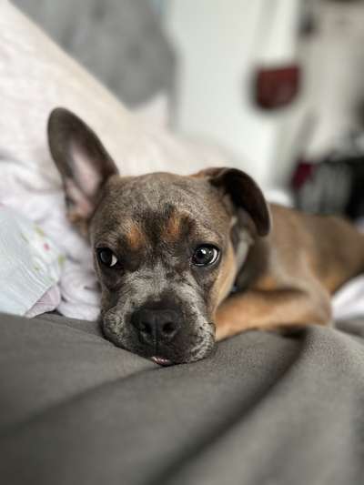 Französische Bulldoggen-Beitrag-Bild