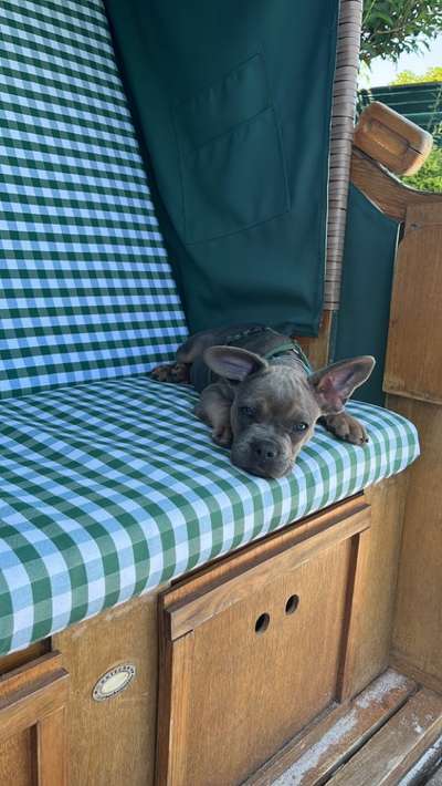 Französische Bulldoggen-Beitrag-Bild