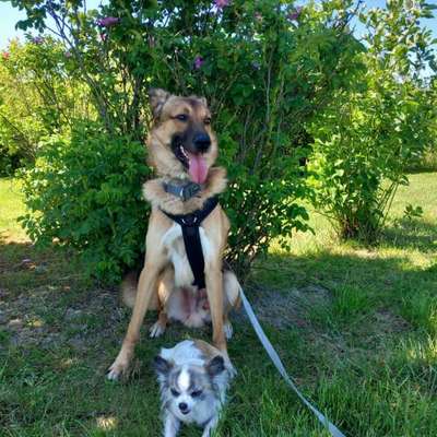 Hundetreffen-Gassi gehen in Bochum Werne-Bild