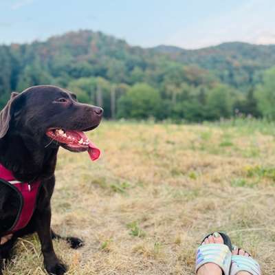 Hundetreffen-Gassigehen in Bensheim Zell/Gronau-Bild