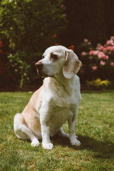 Die Dogorama Kalender Challenge Titelbild-Beitrag-Bild