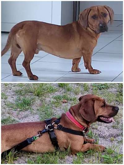 Unsere Fellnasen-Vielfalt im Überblick!-Beitrag-Bild